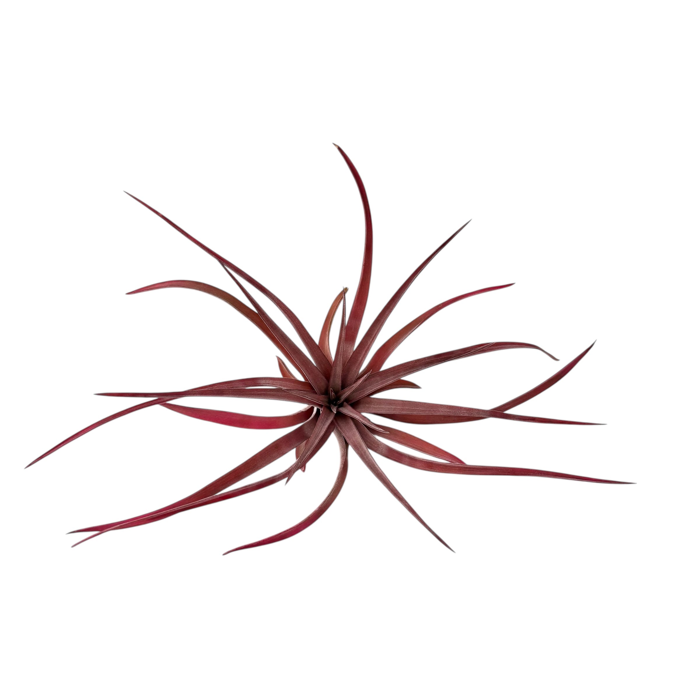 Plante de aer Tillandsia Red Abdita
