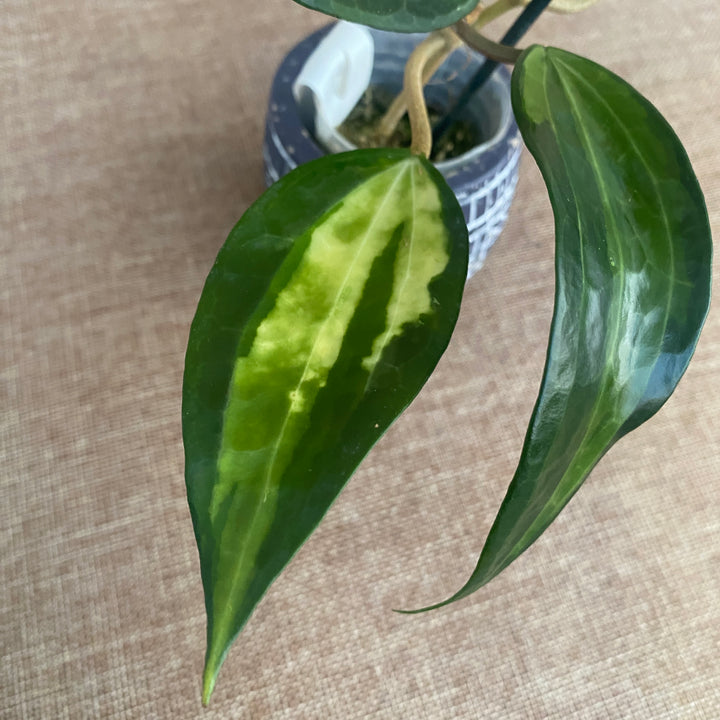 Hoya macrophylla 'Pot of Gold' (Variegata)