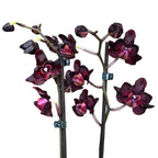 Phalaenopsis Black Jack