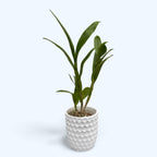 Dendrobium Burana Pfirsich (Dendrobium Phalaenopsis)