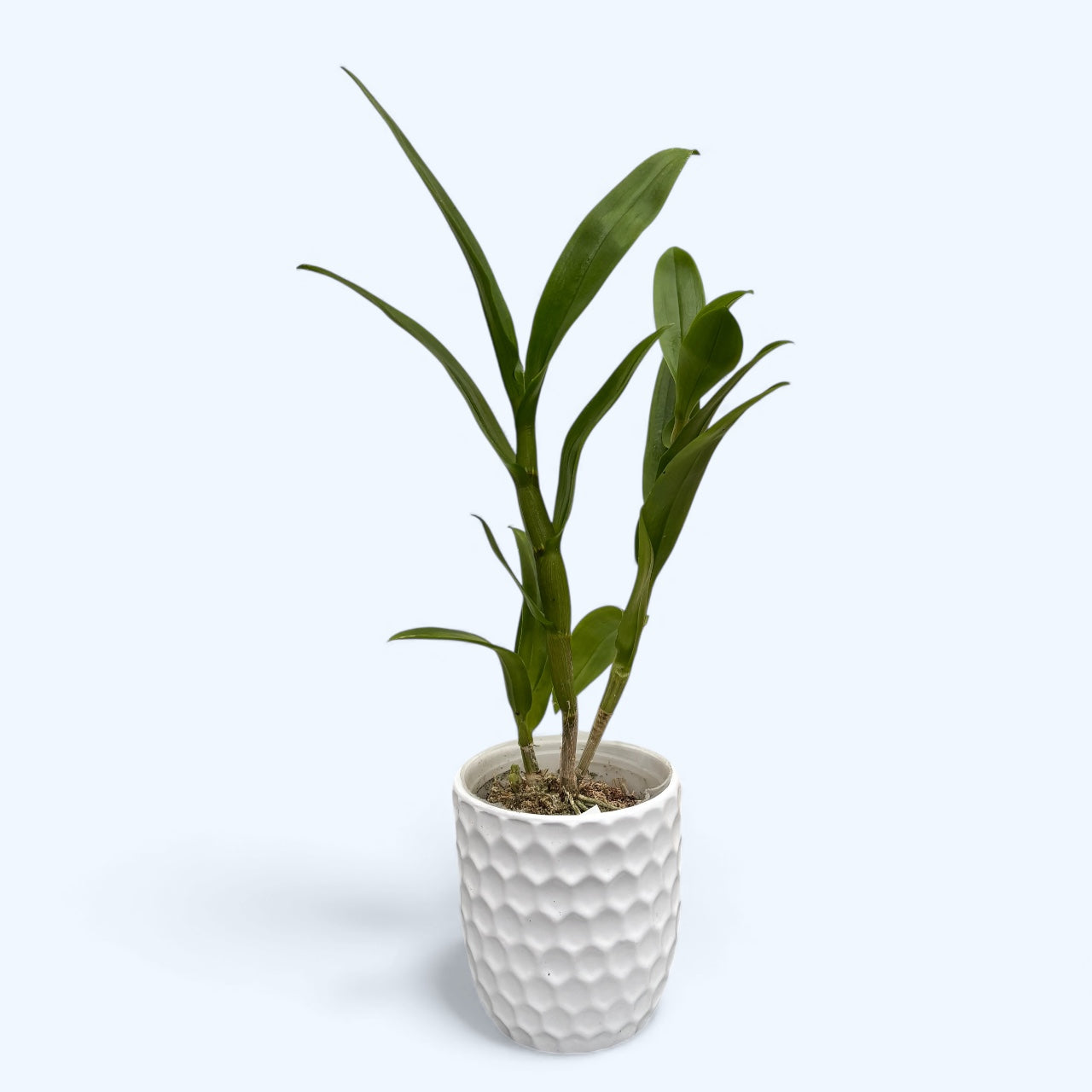 Dendrobium Burana Pfirsich (Dendrobium Phalaenopsis)