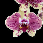 Phalaenopsis Exotic Punch (Pikachu)