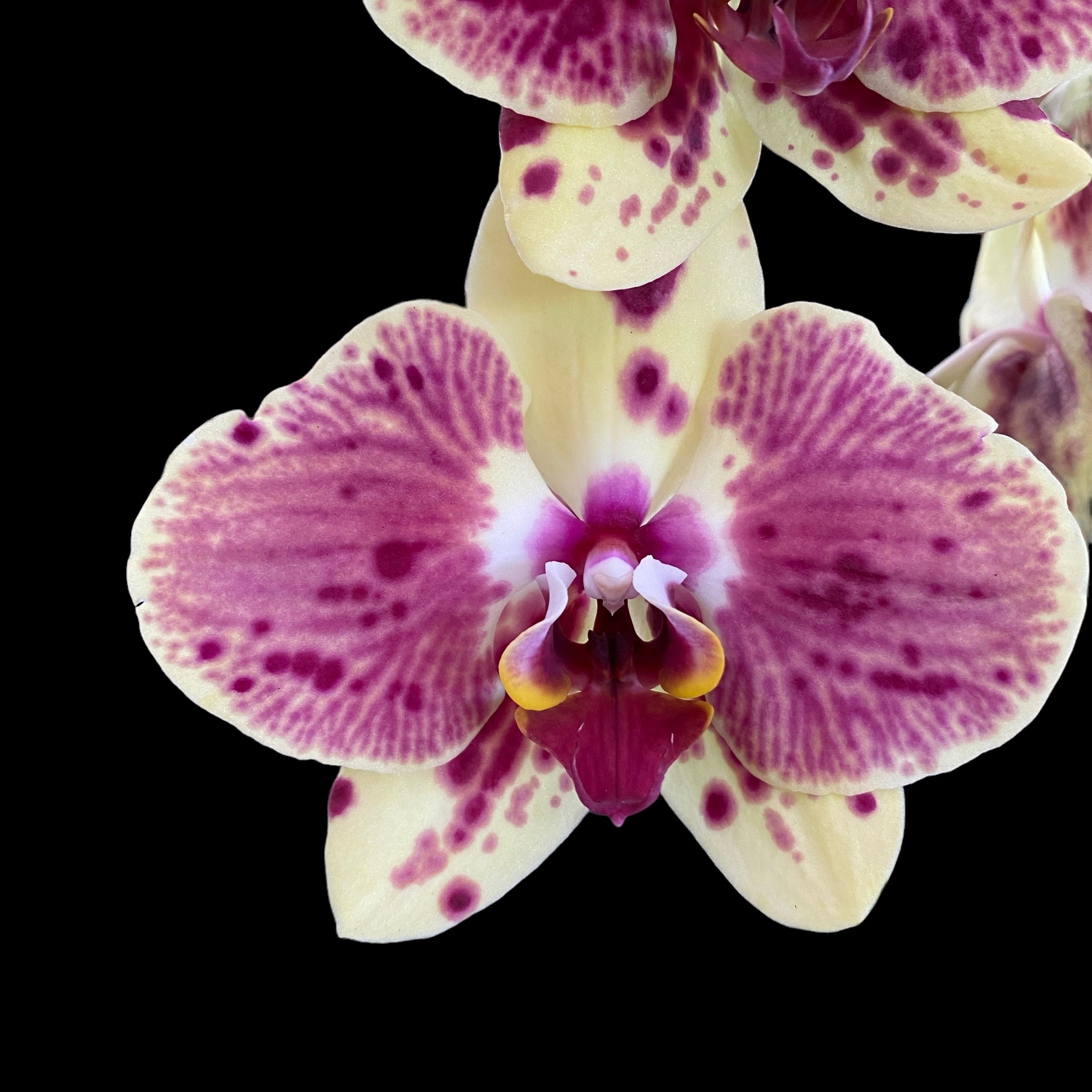 Phalaenopsis Exotic Punch (Pikachu)