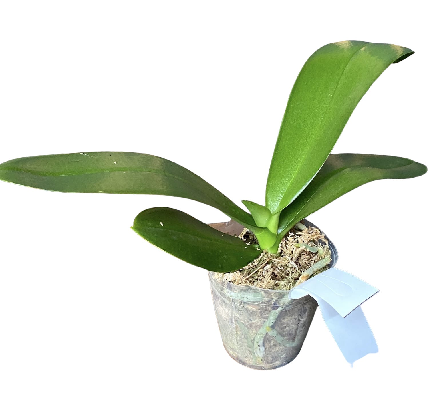 Phalaenopsis Sogo Aerea