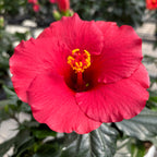 Hibiscus rosa - sinensis 'Afrodite' flori XL
