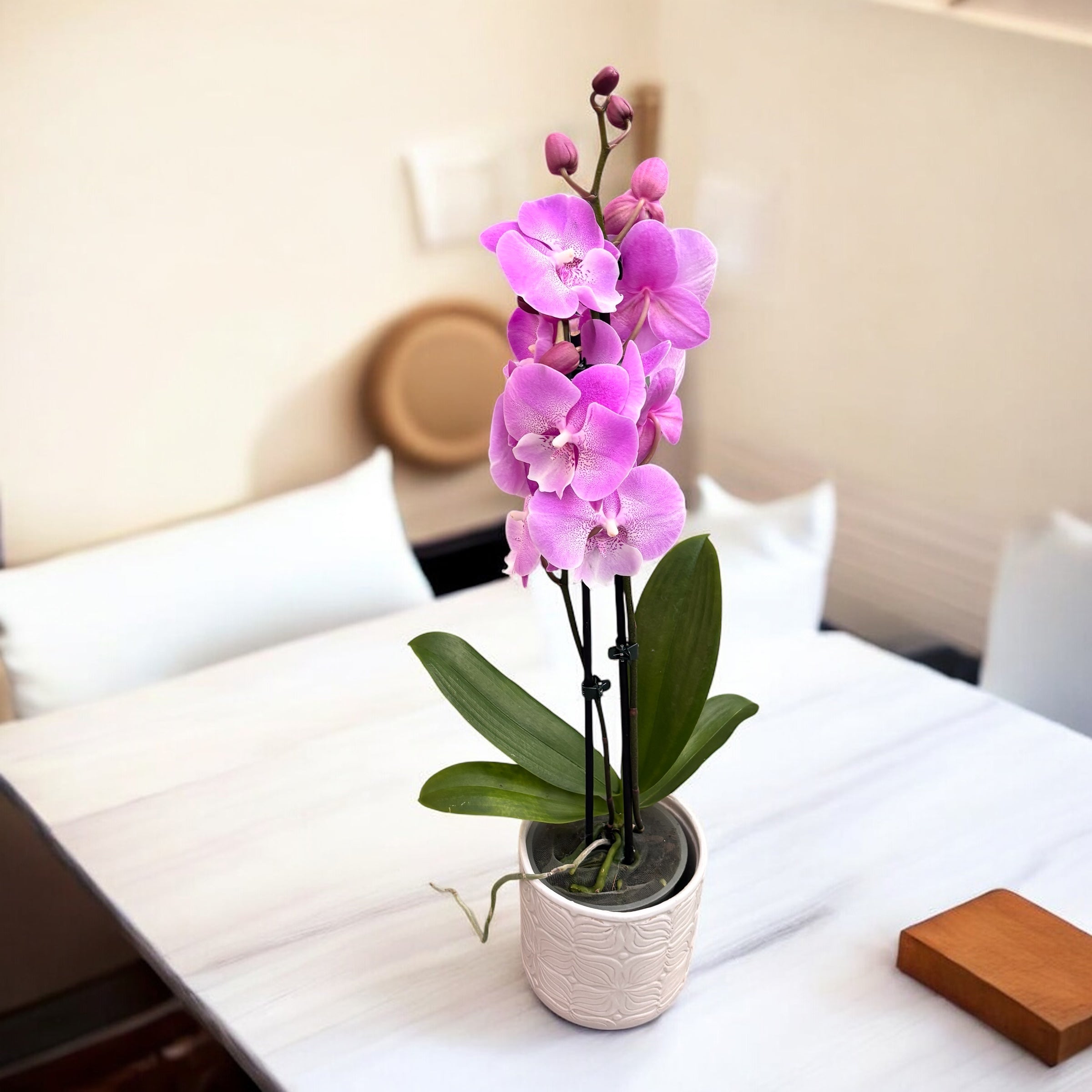 Phalaenopsis 'Charming Julie’ big lip