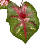 Caladium ‘Carolyn Whorton’
