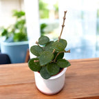 Hoya Mathilde D6 - parfumata