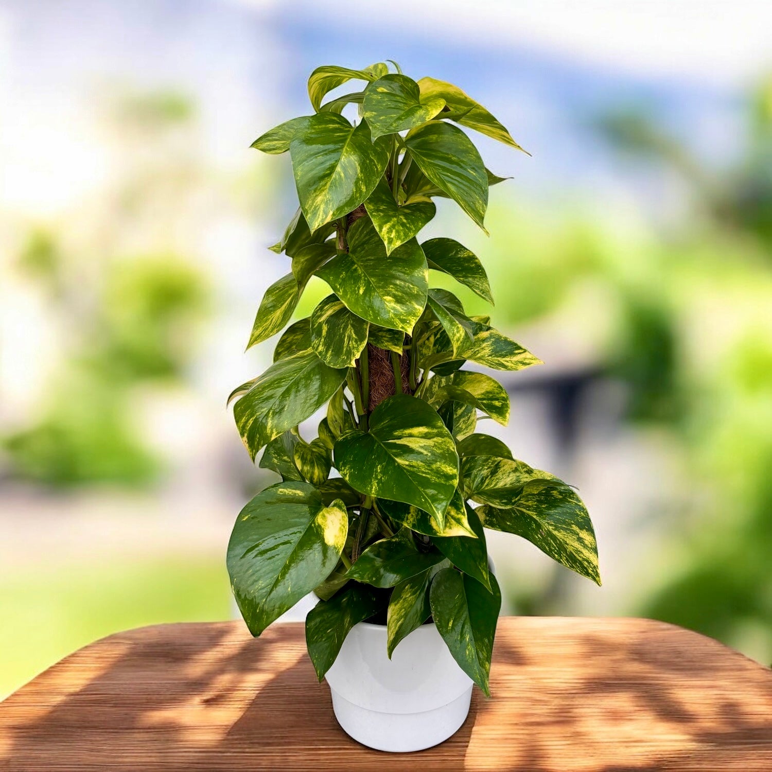 Epipremnum ‘HiColor Golden Queen’ - explozie de lumina si contrast in frunzis tropical variegat