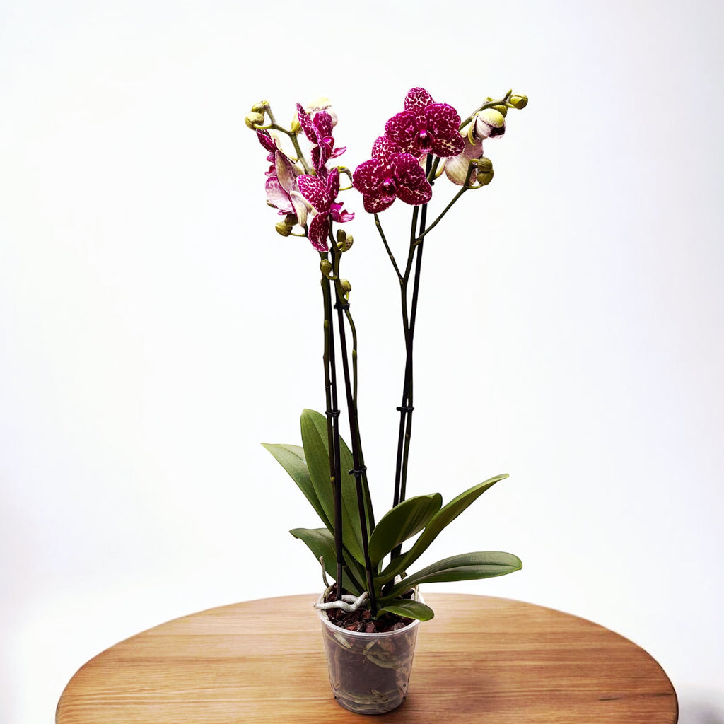 Phalaenopsis Lioulin Villikissa