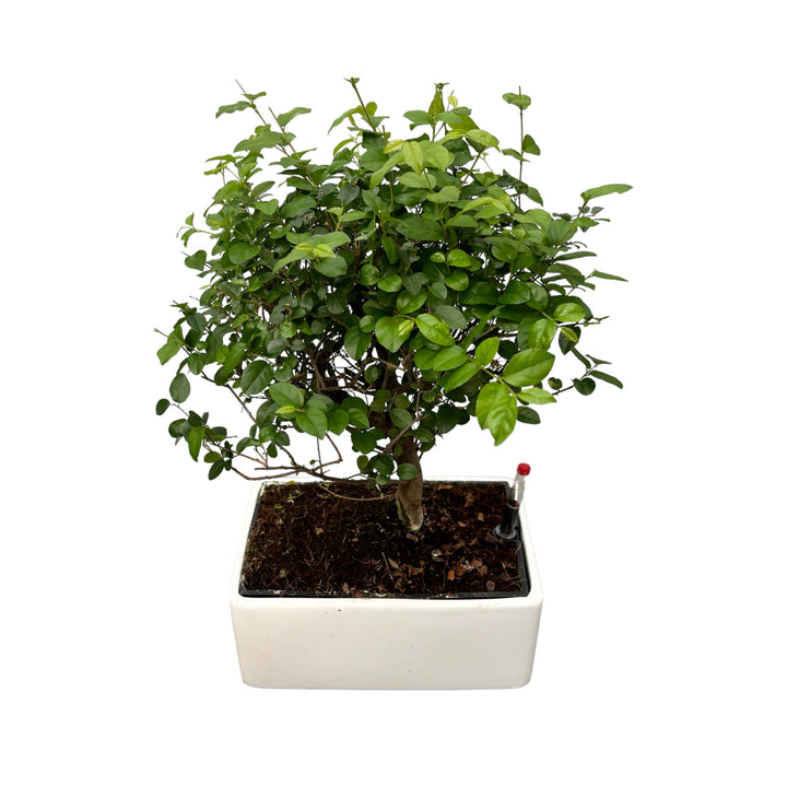 Bonsai Sageretia (watersystem)