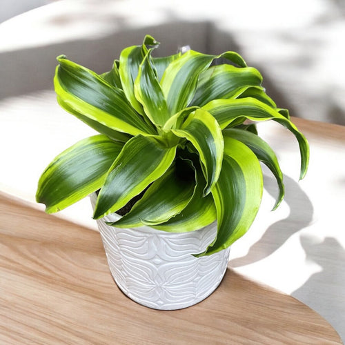 dracaena fragrans ingrijire Dracaena fragrans 'Tornado' – Secret Garden Plant Shop
