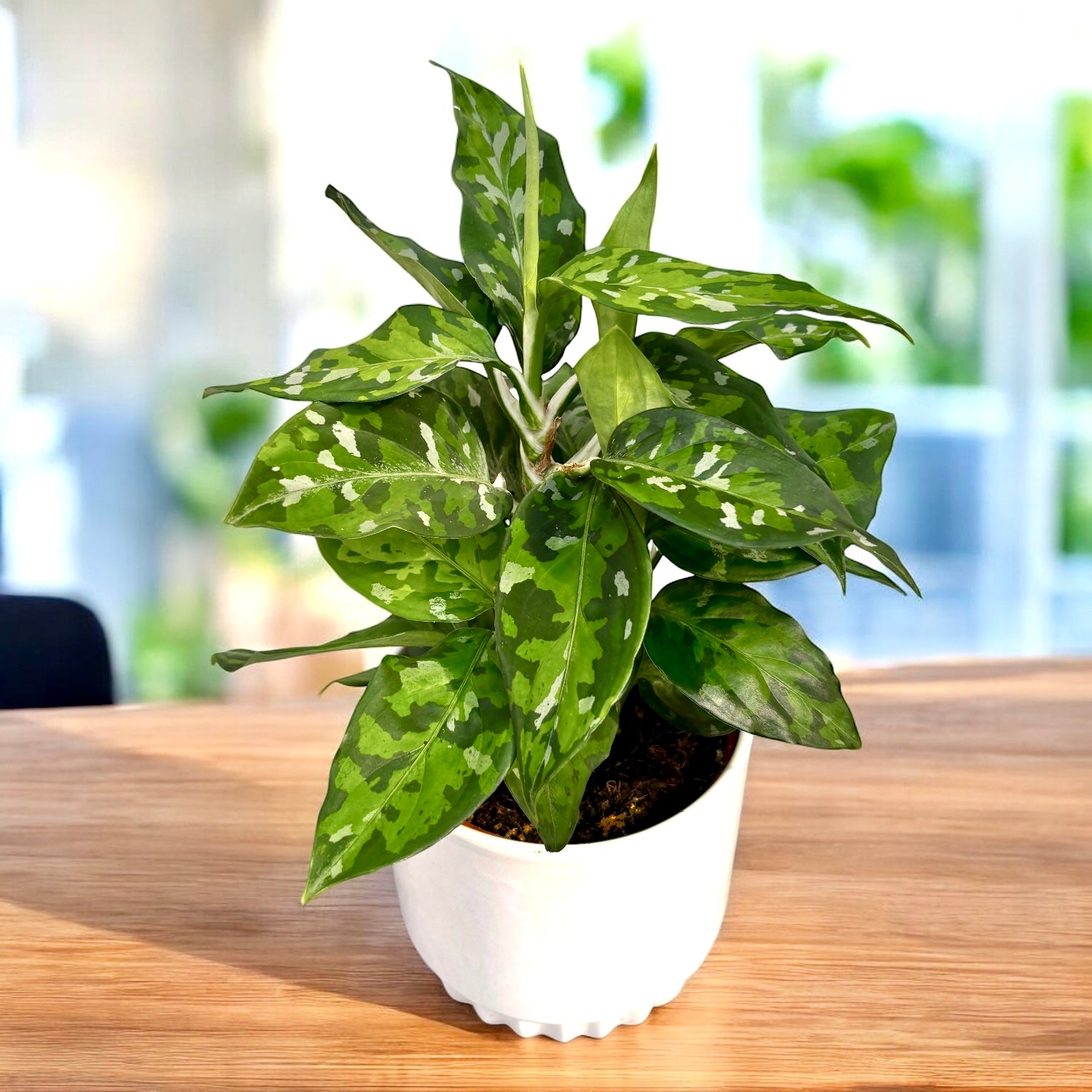 Aglaonema pictus ‘Tricolor’ (bush) D12