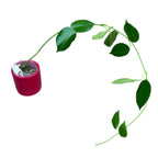 Hoya gigas - flori uriase, parfumate