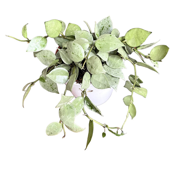 Hoya krohniana 'Eskimo' - full pots - pots 9 cm