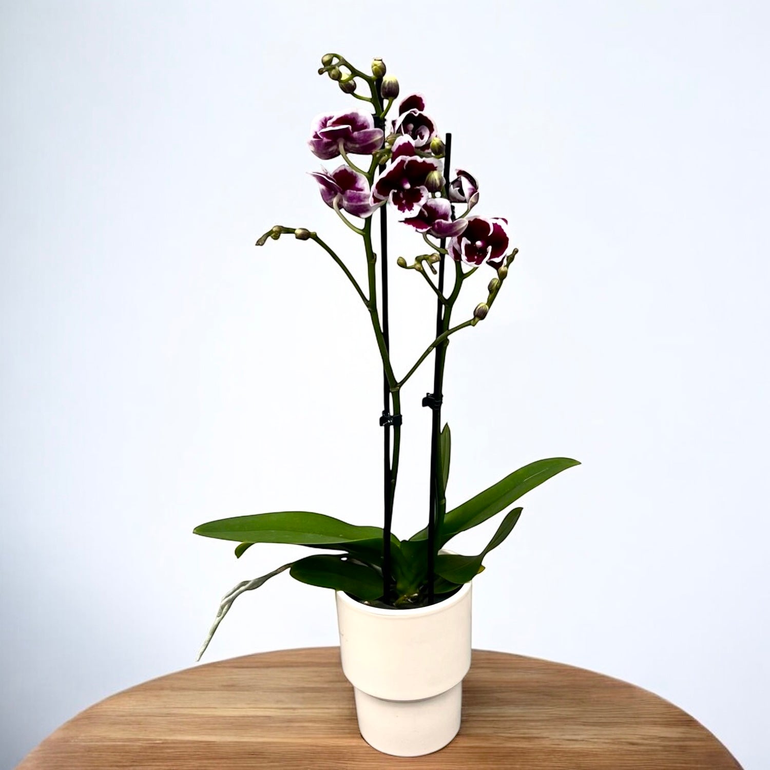 Phalaenopsis Miki Pink Panther - grande labbro