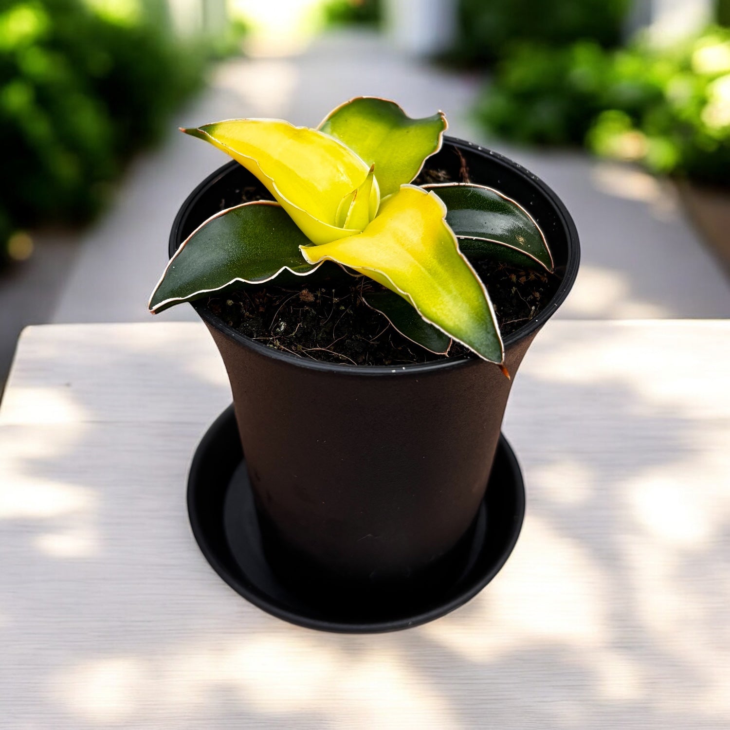 Sansevieria ‘Star Canary’ D7