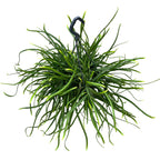 Lepismium bolivianum - the forest cactus - XL specimens