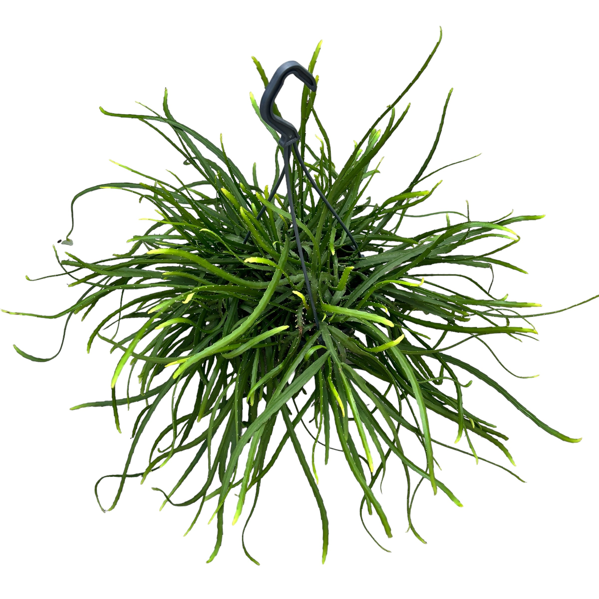 Lepismium bolivianum - cactusul de padure - exemplare XL