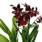 Oncostele Wildcat 'Bobcat' (‘Black Cat’)