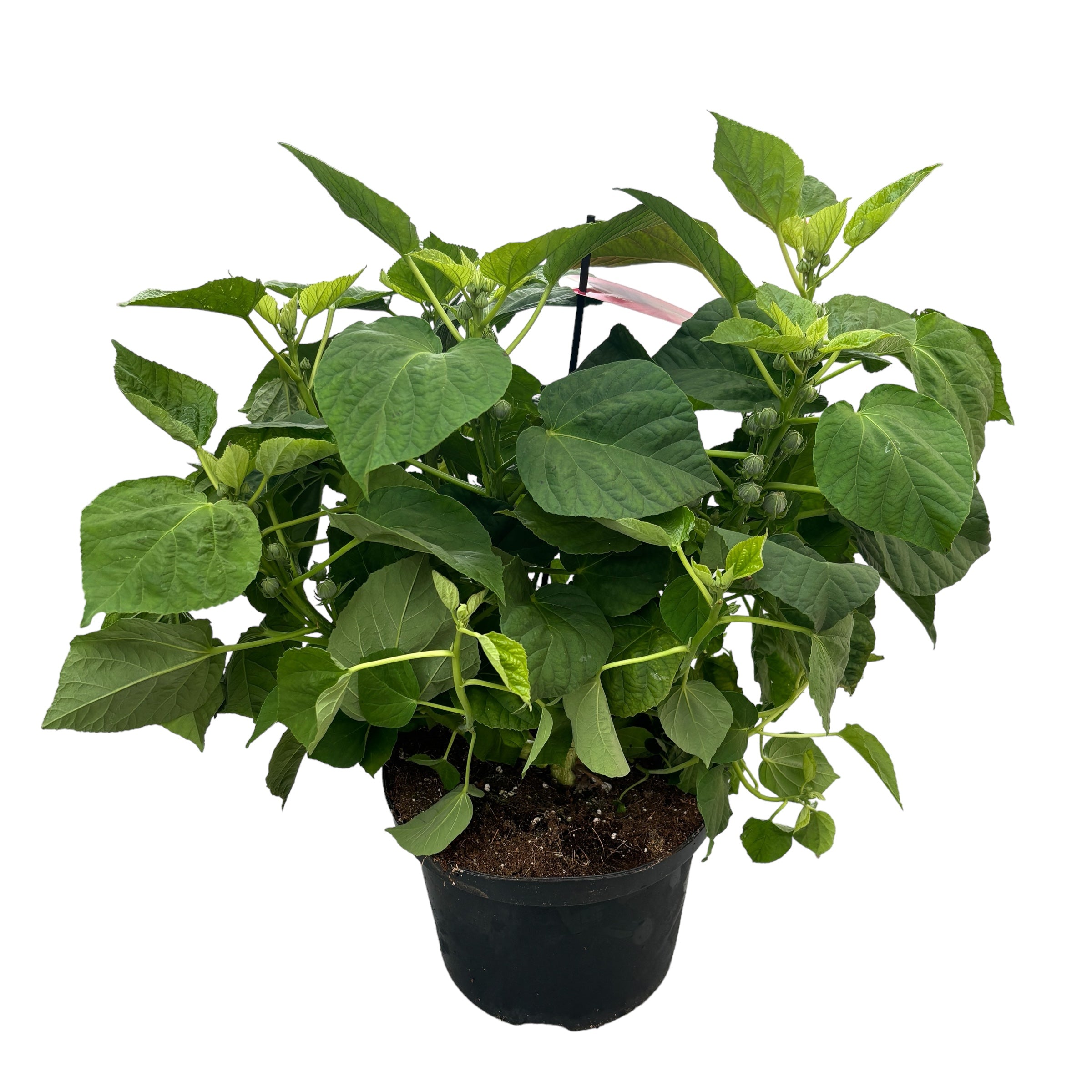 Hibiscus Moscheutos Luna Red, cu flori XXL (de gradina)