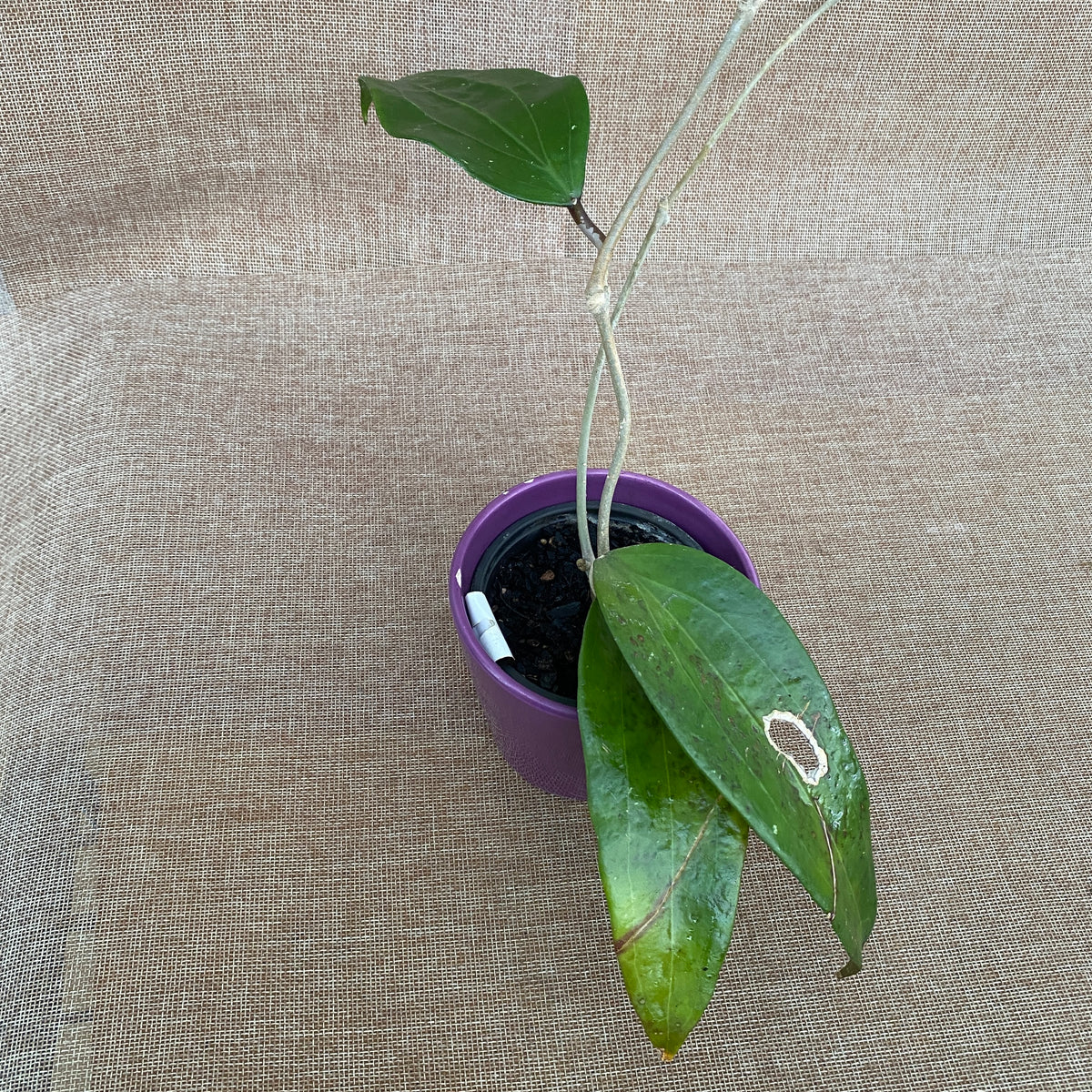 Hoya rigida – Secret Garden Plant Shop
