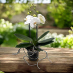 Phalaenopsis Sogo Yukidian 'V3' (White Florious)  - floarea XXL