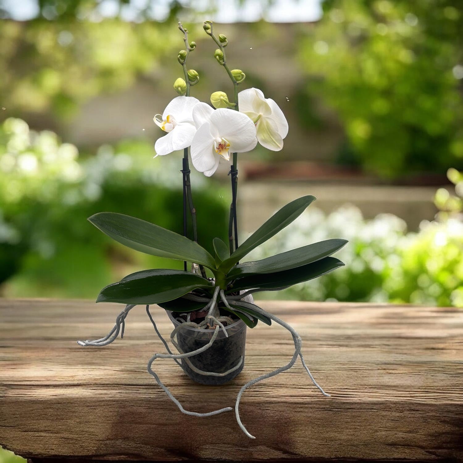 Phalaenopsis Sogo Yukidian 'V3' (White Florious)  - floarea XXL