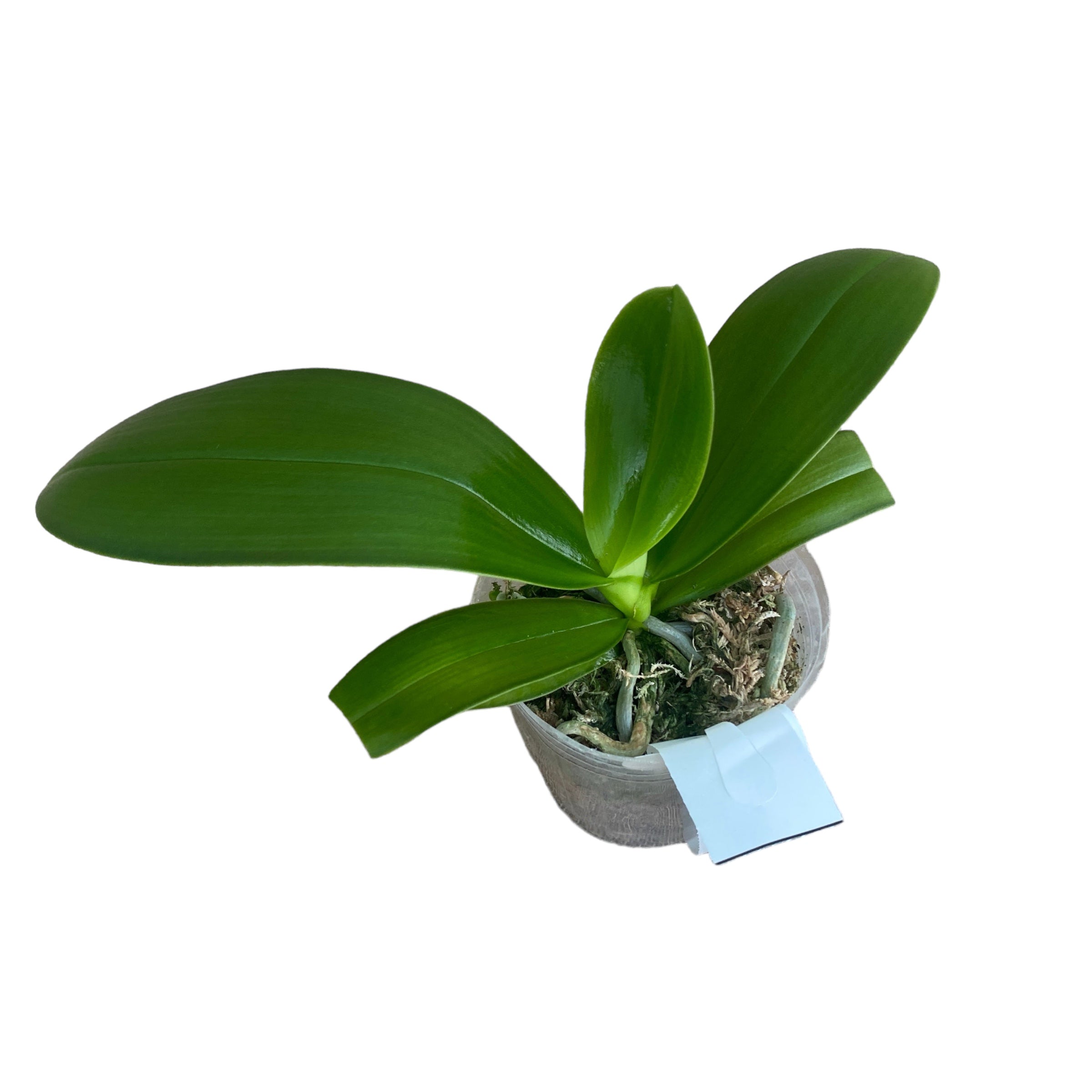 Phalaenopsis Miki Pure Love Red King '691'