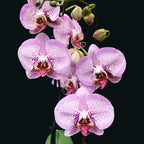 Phalaenopsis Azijski Diamant