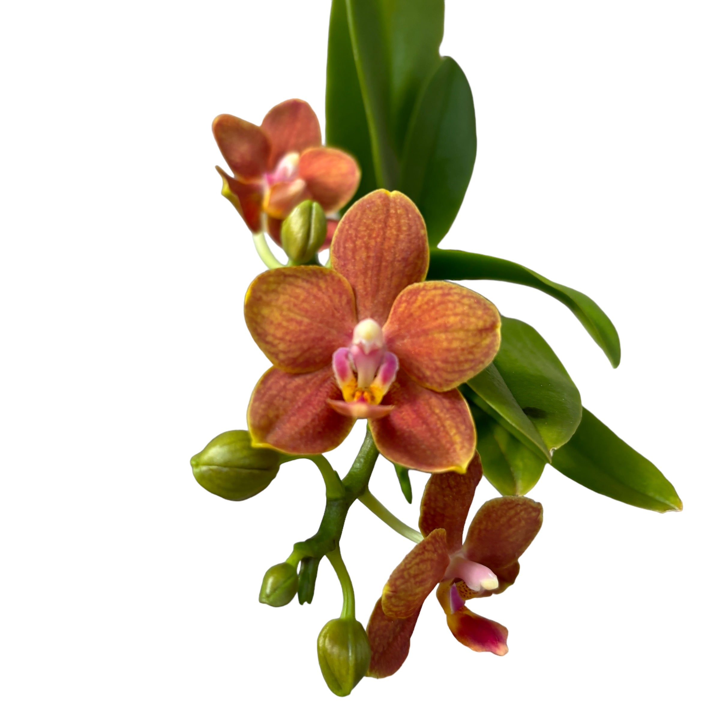 Phalaenopsis mini Arancione - fiori profumati