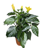 Hibiscus rosa-sinensis Sunny Bari