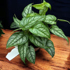 Monstera Siltepecana (Srebrna Monstera) - eksotično listje s srebrnimi žilami