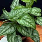 Monstera Siltepecana (Silver Monstera)