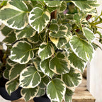 Hortensie cataratoare cu frunze variegate si flori delicate - Hydrangea petiolaris 'Silver Lining'