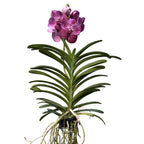 Vanda SUNANDA Magenta Glitter (Ansu)