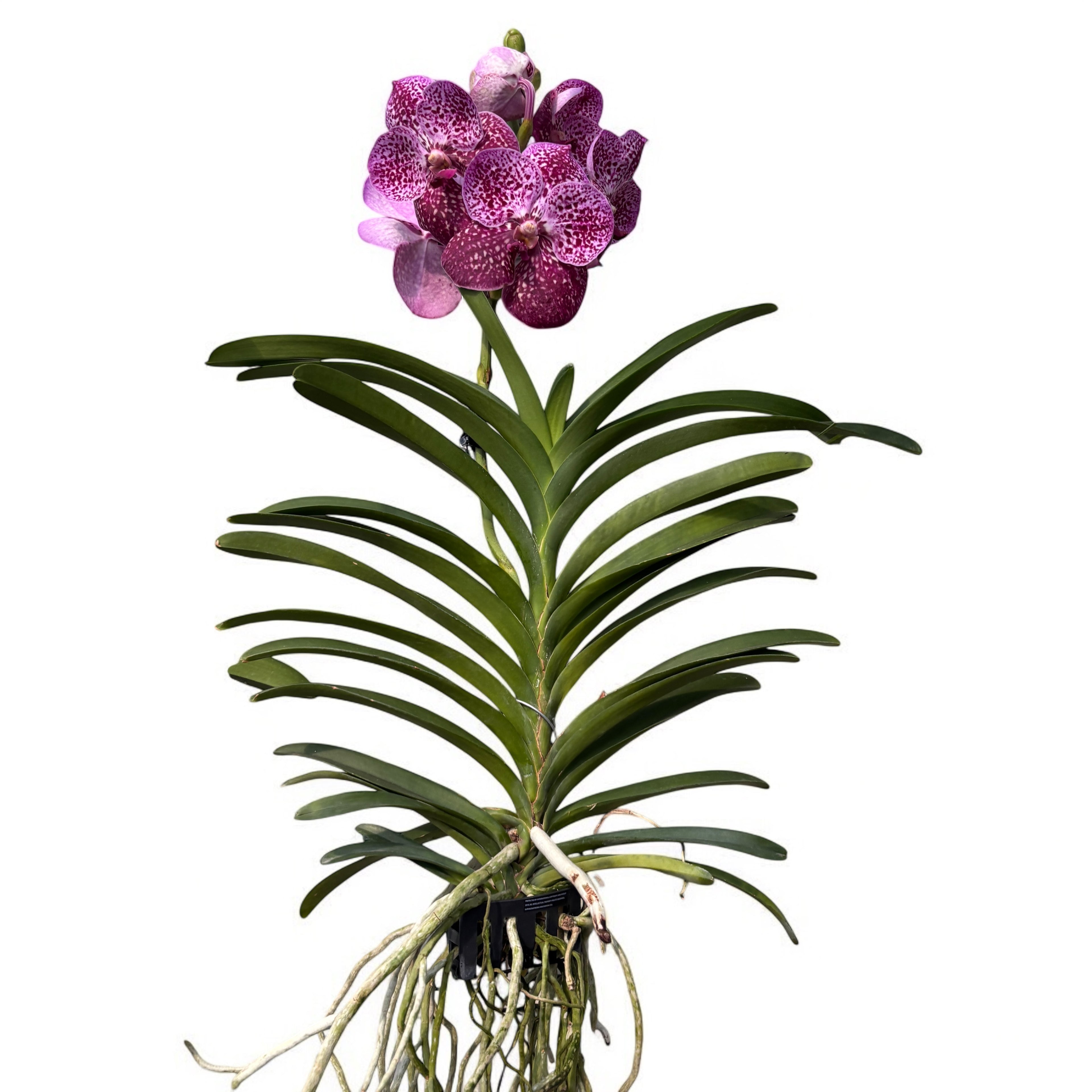 Vanda SUNANDA Magenta Glitter (Ansu)