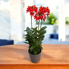 Epidendrum radicans 'Nordic Fire' XL