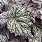 Begonia ‘Stirling Moon’ - begonie rara cu frunze argintii metalice
