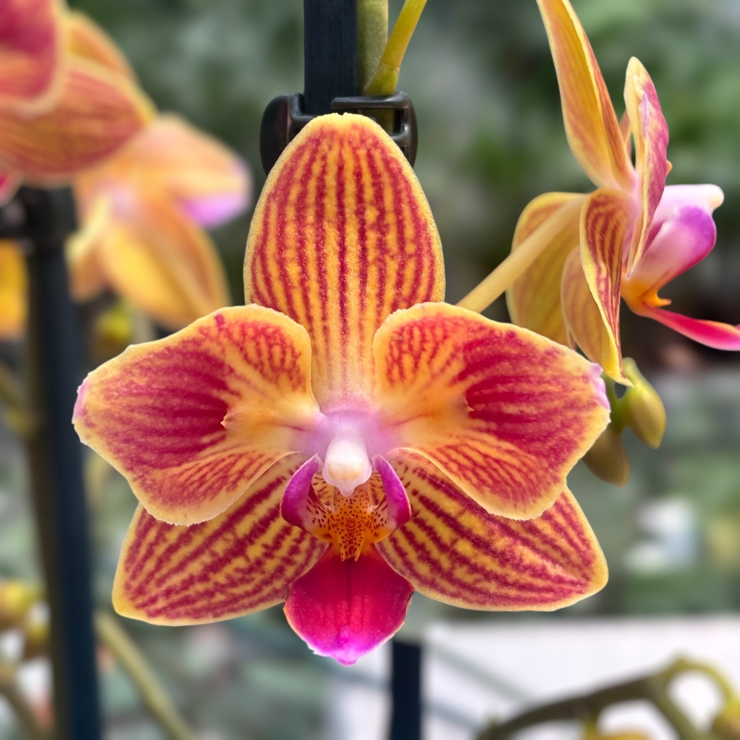 Phalaenopsis Chingruey's Goldstaff (pélorique)