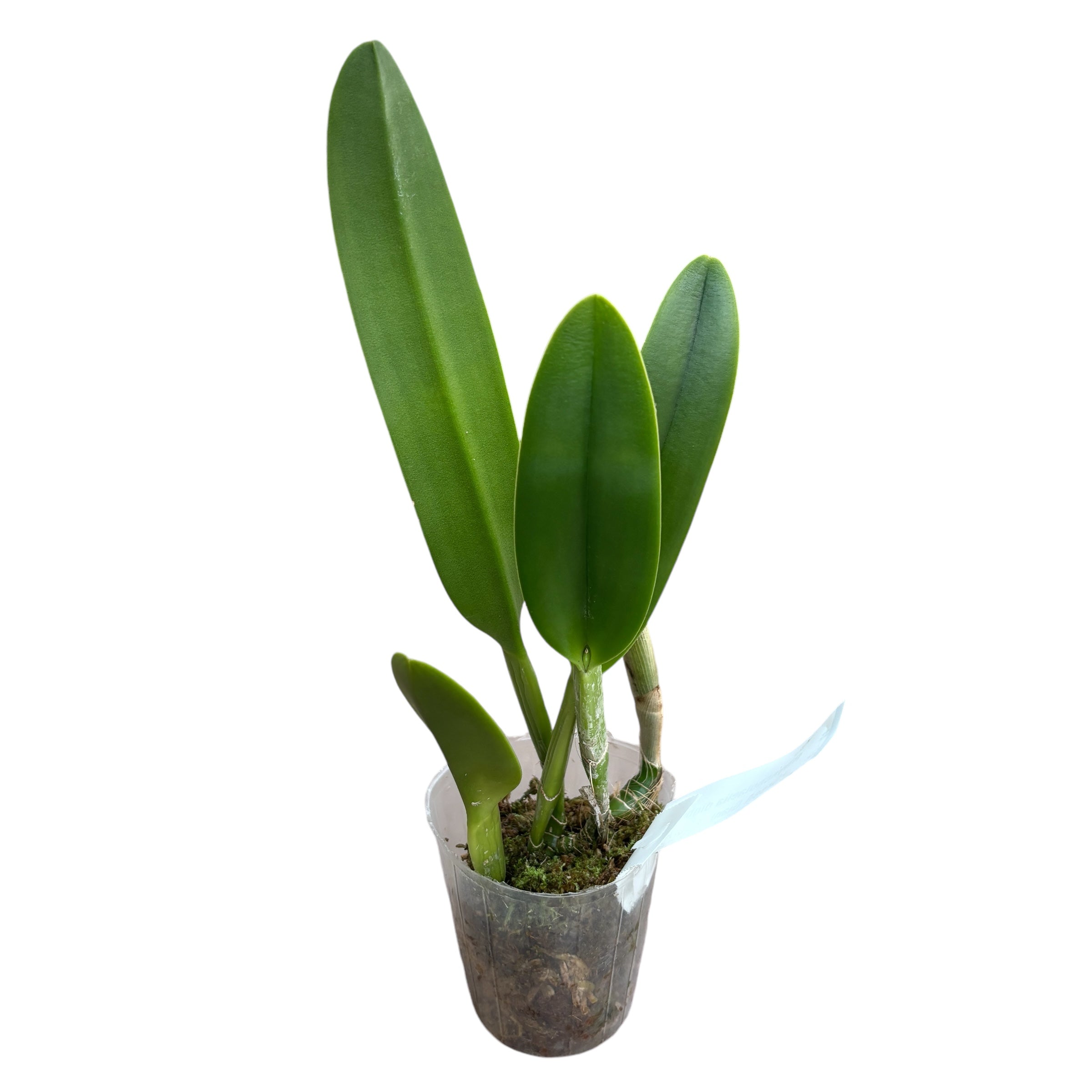 Rhyncholaelia digbyana 'Green Giant' FCC/AOS - duftend