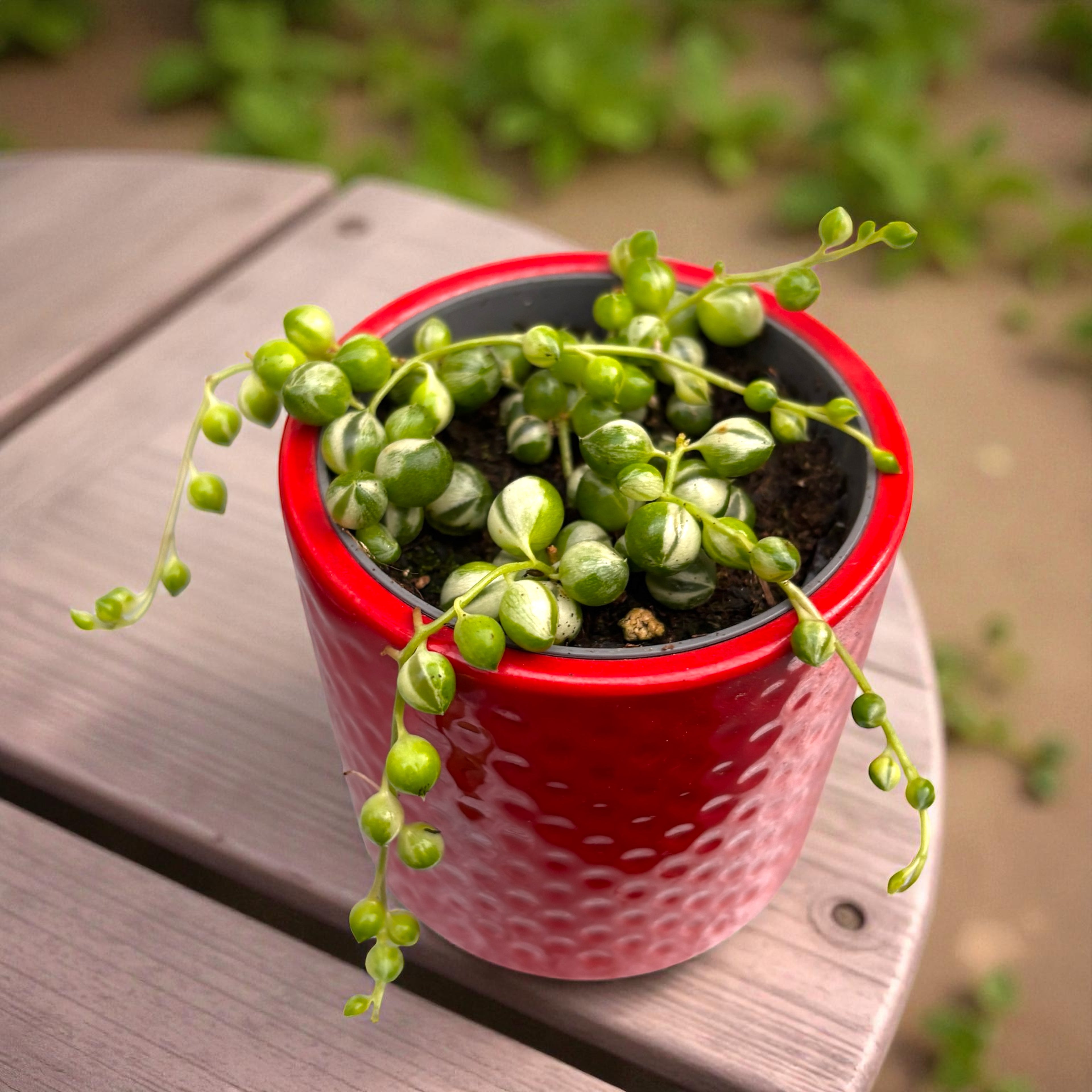 Senecio rowleyanus Variegata - babyplant