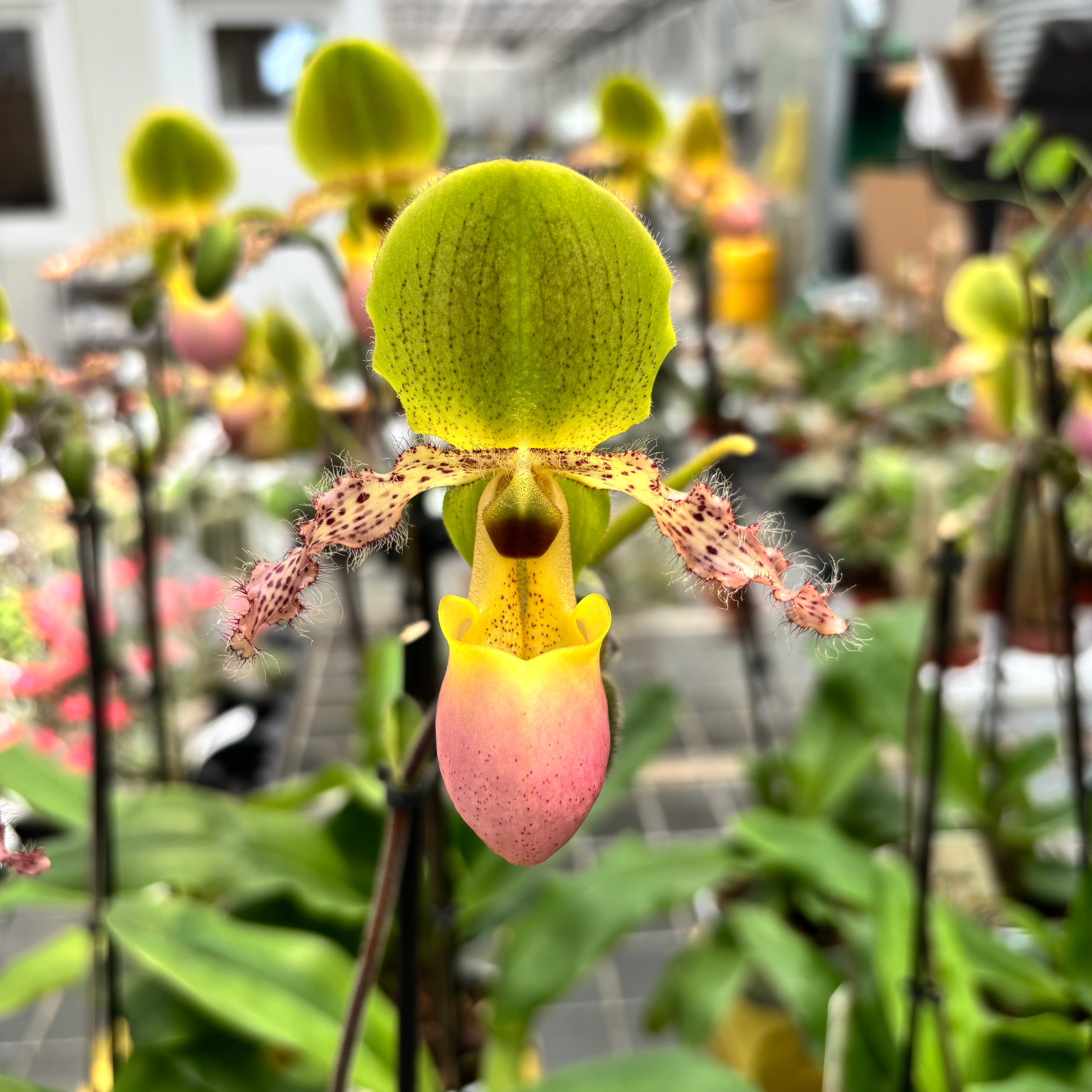 Paphiopedilum Pinocchio (glaucophyllum x primulinum) secvential/multiflower