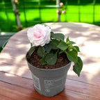 Impatiens Glimmer Double Appleblossom (sporul casei cu flori duble roz pal)