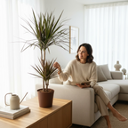 Dracaena Magenta 2 stabljike