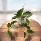 Hoya nicholsoniae - flori parfumate