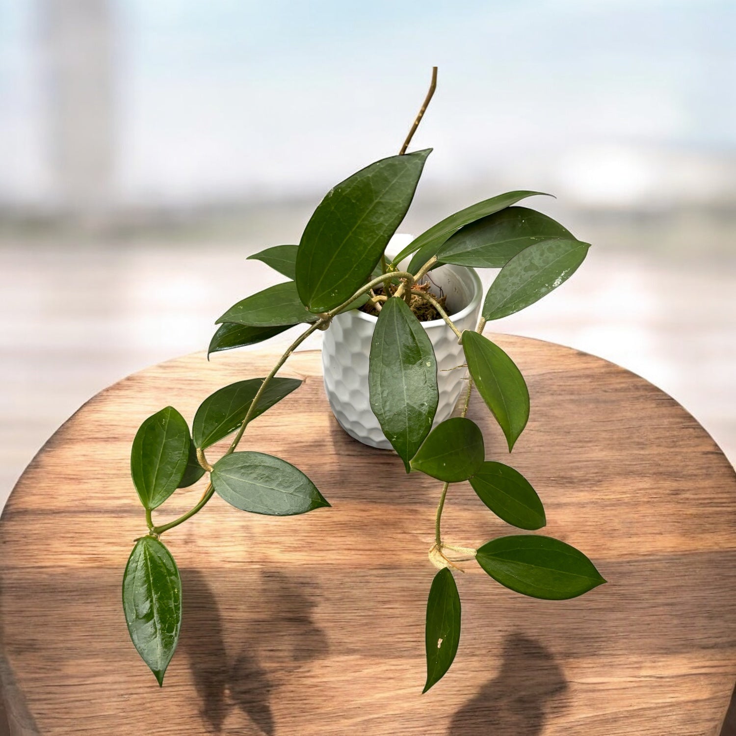 Hoya nicholsoniae - flori parfumate