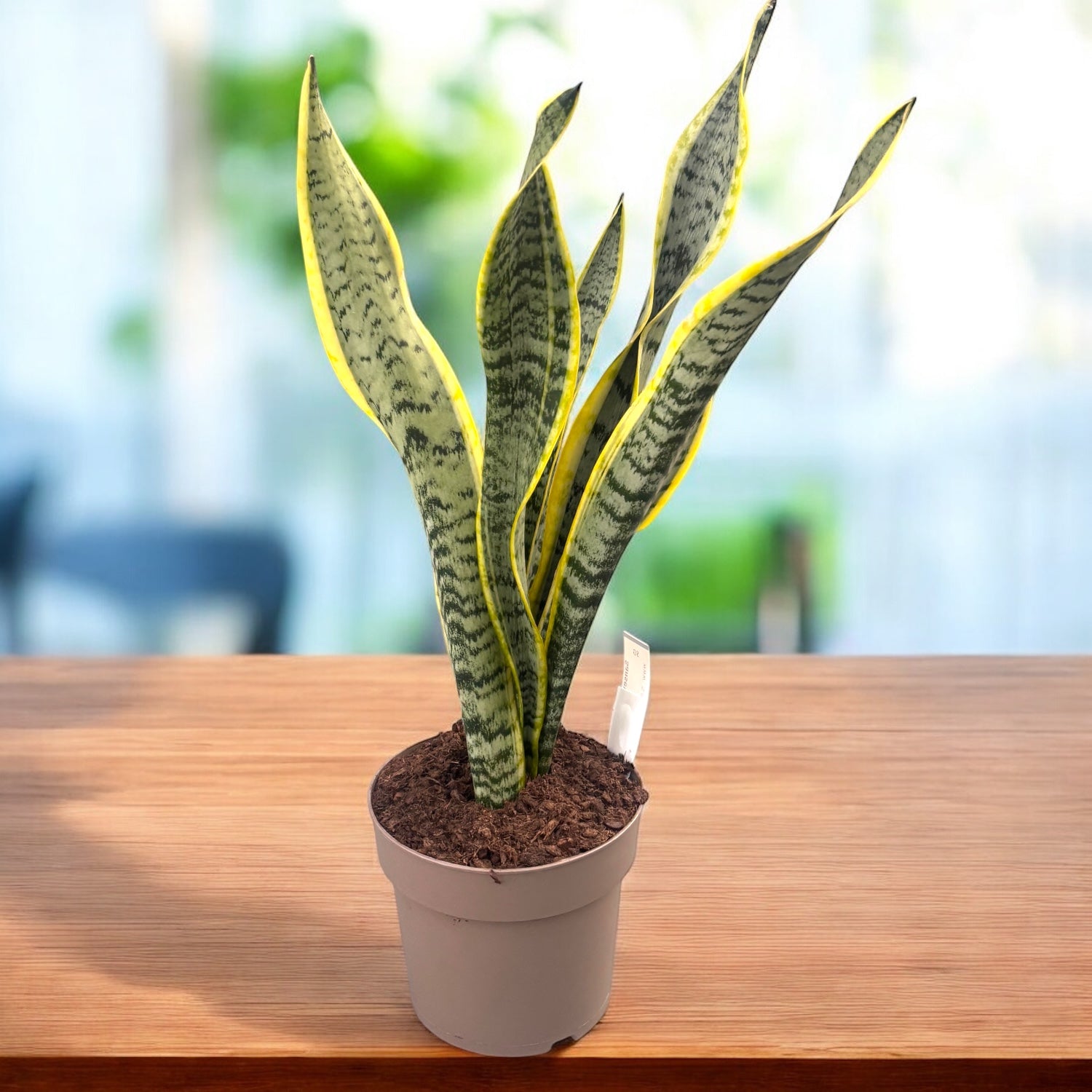 Sansevieria trifasciata 'Laurentii' XL (limba soacrei) – Secret