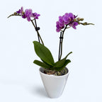 Phalaenopsis Ljubičasta Kraljica