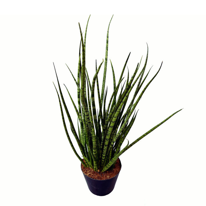 Sansevieria cylindrica 'Medusa'